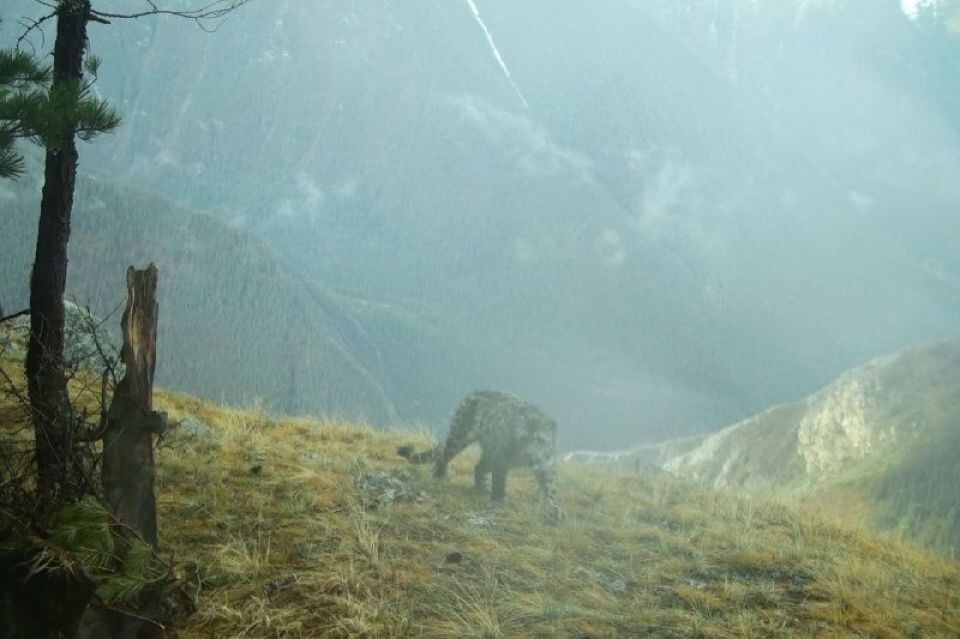    Промокший снежный барс. Источник: Кадры с фотоловушки / t.me/sailugem