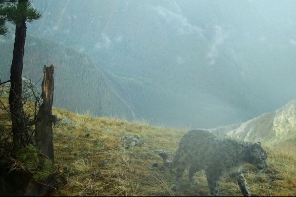    Промокший снежный барс. Источник: Кадры с фотоловушки / t.me/sailugem