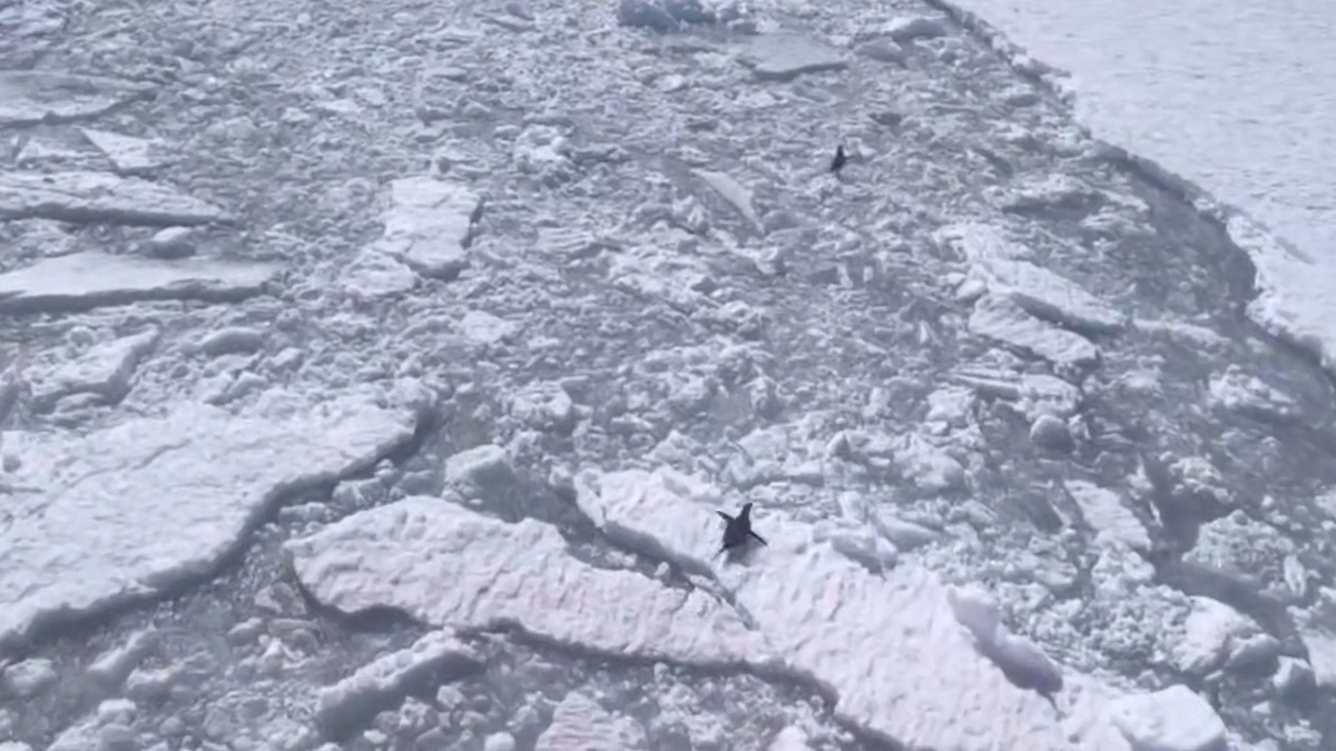    Первый канал