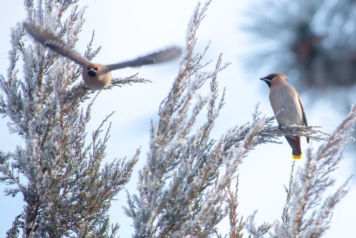 Необычайно красивых птиц, прозванных "лесными попугаями", заметили в центре Астрахани