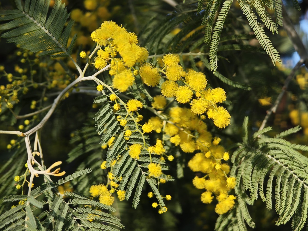 Фото: пресс-служба Сочинского нацпарка  📷
