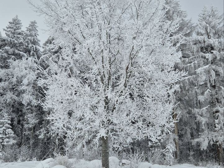 Редко получается выйти на лыжную прогулку, зима не стабильна, лыжни нет к сожалению, но мы её топчем потихоньку и глубоко вдыхаем воздух