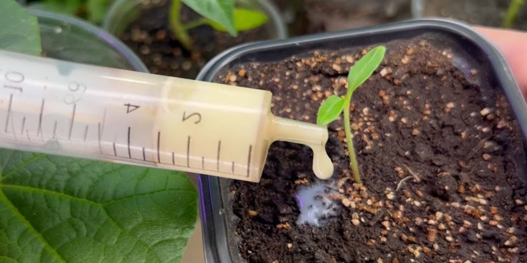 Хватит мучить рассаду дорогими подкормками! 3 капли и 100 мл, после которых все хилые ростки прут без остановки