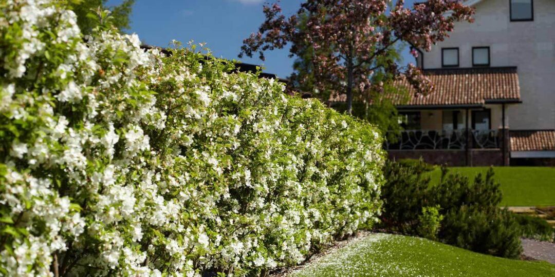 Быстрорастущие кустарники для живой изгороди.