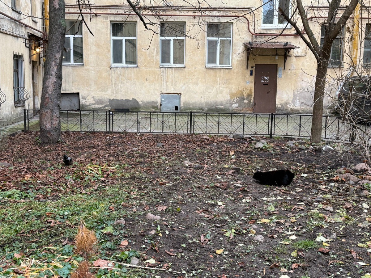 2. Подготовка. Чернышевский припал вниз и слился с землей – стал невидимым для добычи, ну почти.