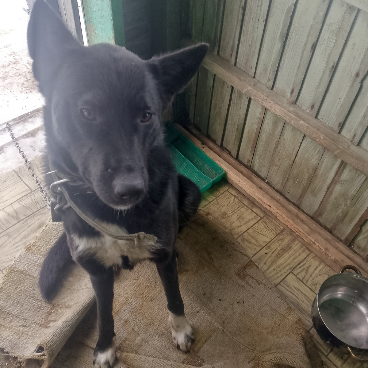 Не сегодняшнее фото, но на улицу лишний раз выходить это тепло выпускать из дома у меня газа нет-печка.