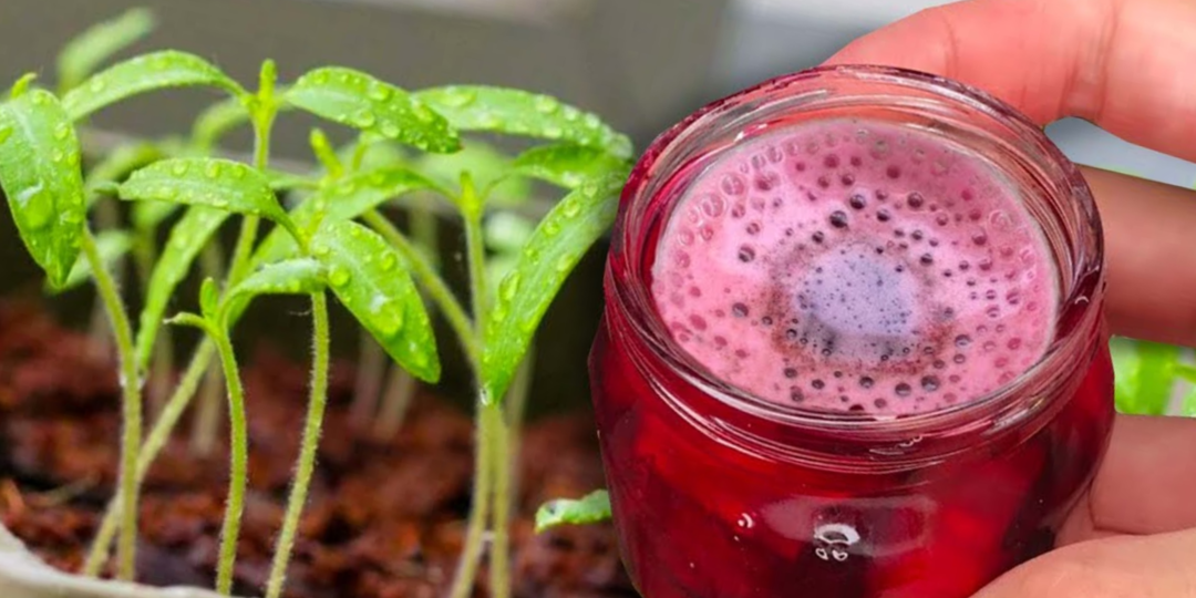 Тру свеклу на тёрке и лью под рассаду: теперь все всходы мощные, здоровые и коренастые