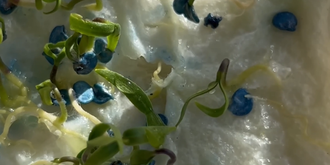 Прорастают за 1 ночь: простой раствор для ускоренной всхожести семян перцев, огурцов и томатов