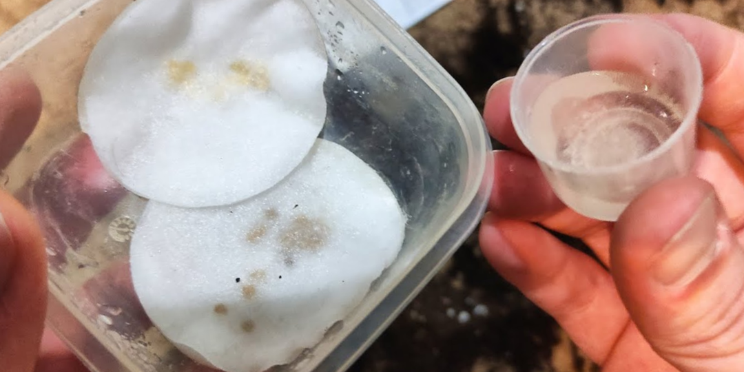 Бутылка кефира и мощная рассада: неповторимый раствор для замачивания семян. Даже на вкус урожай будет лучше