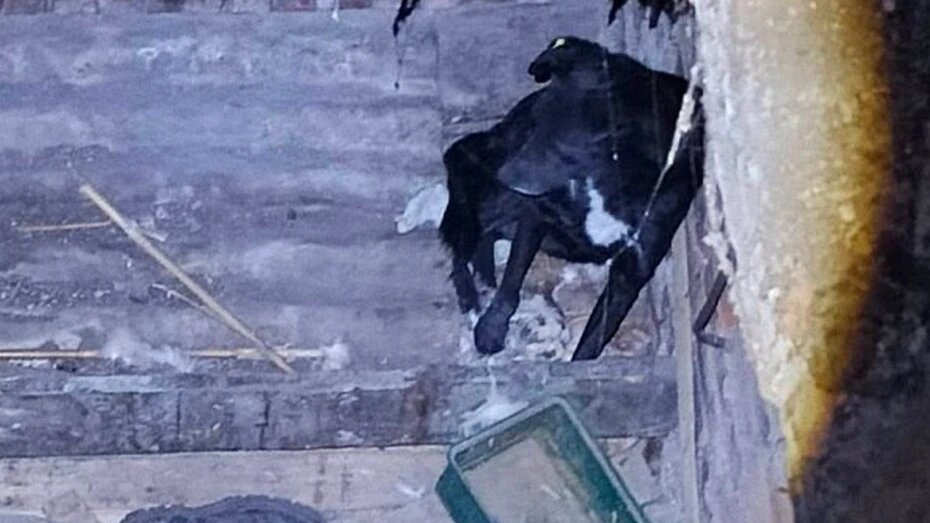 В Воронеже спасли пса, провалившегося в подвал заброшенного дома