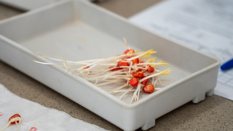    Проверка всхожести семян Фото: Александр Скрыпник/ / ИА «Победа26»