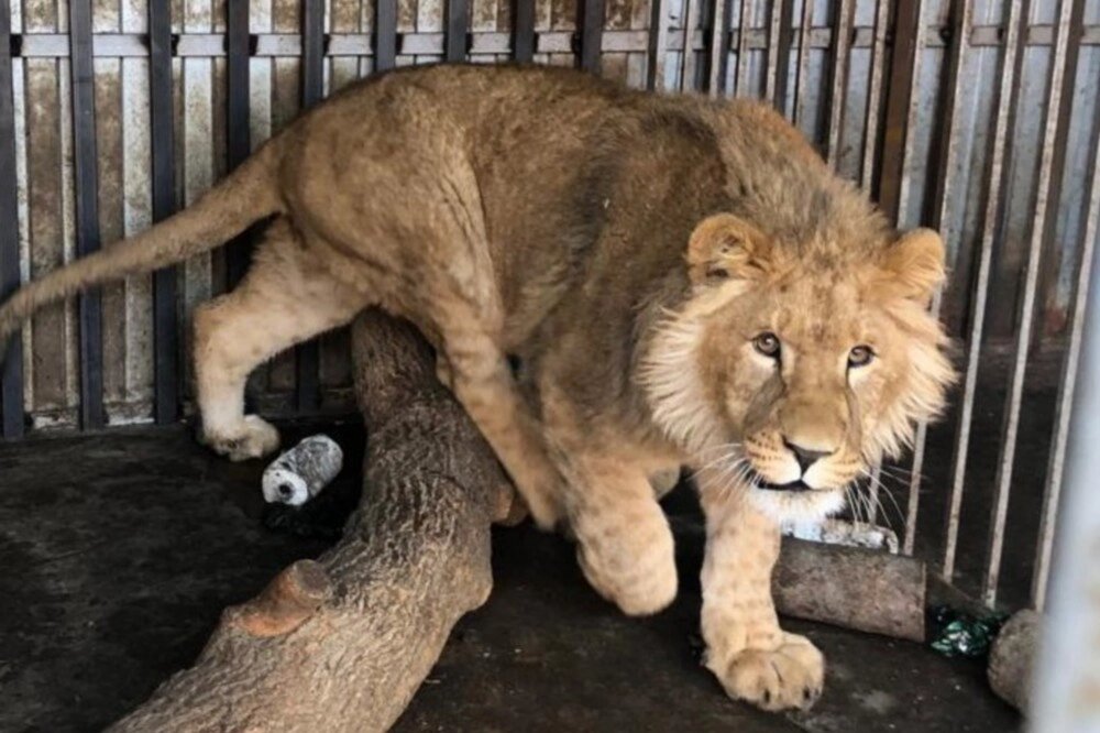    Раньше льва звали Симба и он жил на Ставрополье. Фото: Росприроднадзор по СКФО