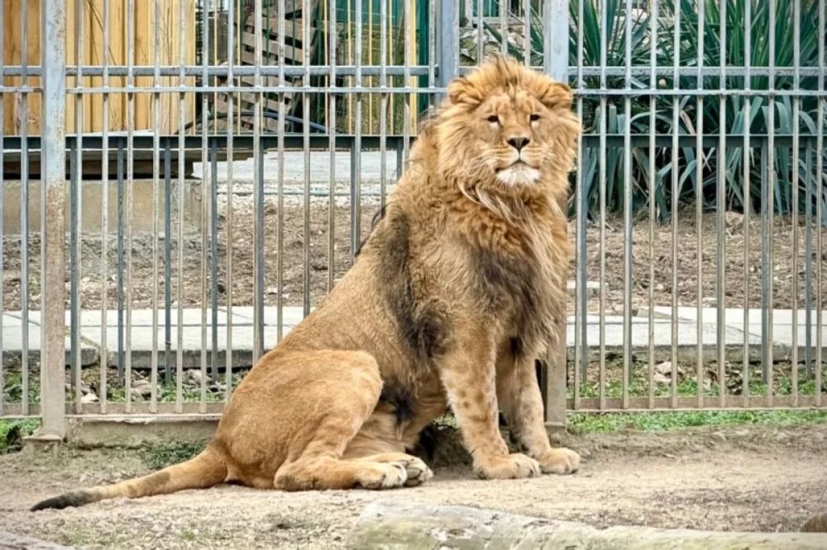    Молодой хищник энергичен и ест с аппетитом.