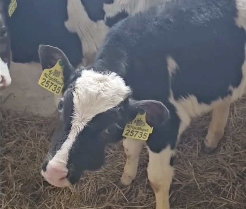 Искривленная шея, как признак микоплазмоза