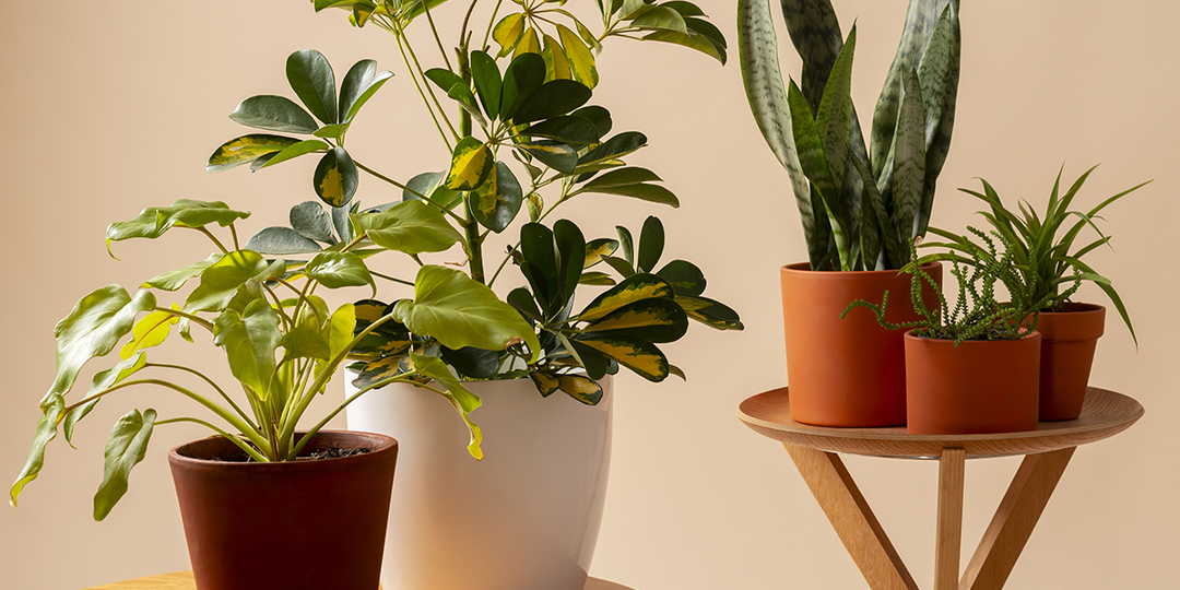 12 растений, которым комфортно в комнате без окон