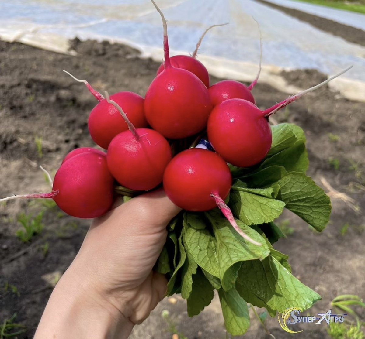 Питание овощей