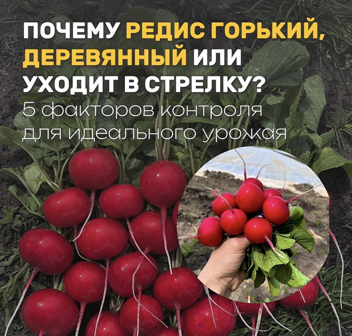 Питание редиса