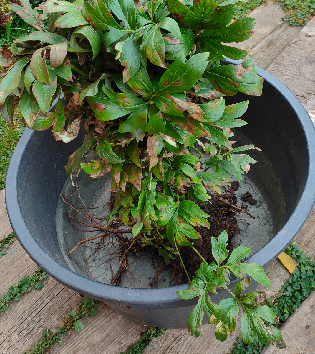 21.09.25 Аккуратно извлекли корни пиона из грунта