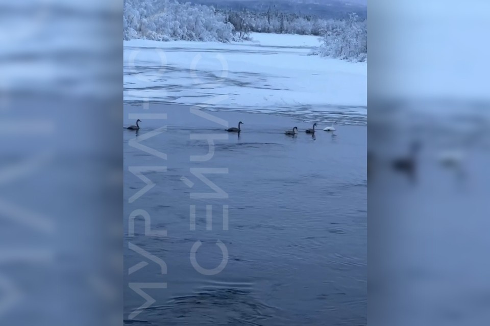    По словам орнитолога, возвращение этих пернатых с мест зимовок стоит ждать в конце марта - начале апреля, когда на водоемах появится открытая вода. Фото: t.me/murmansknow