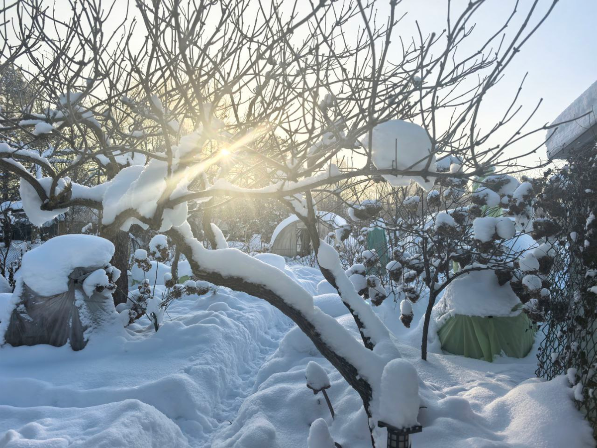 Сад и фото Екатерины Николаевны, Смоленск