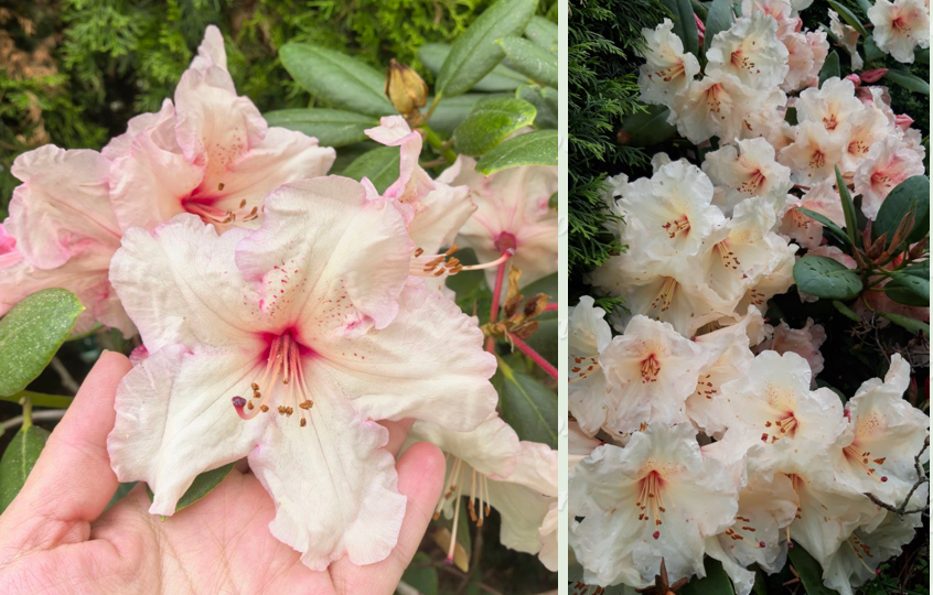 Сад Екатерины Николаевны в Смоленске: опыт и открытия в области зимних укрытий