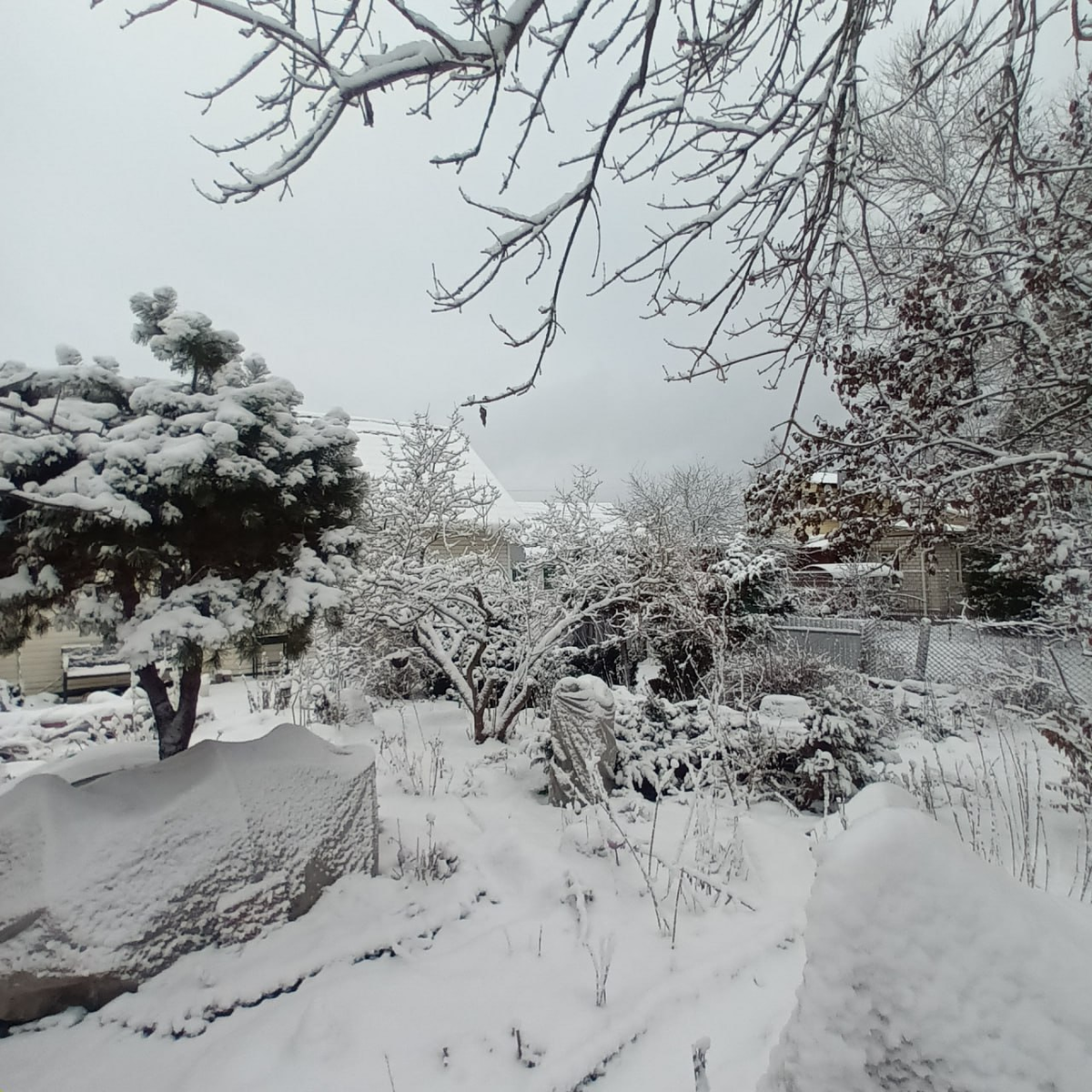 Сад и фото Е.Н.