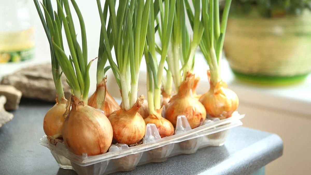 Лук круглый год: как сделать нескончаемый поток свежей зелени у себя дома