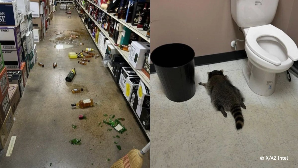   Пьяный енот разгромил магазин с алкоголем в Вирджинии и уснул в туалете.