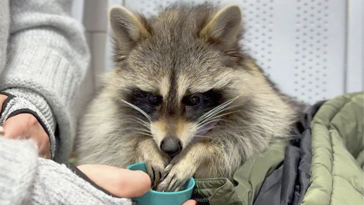    Еноты невероятно умны, что неудивительно: в их мозге практически столько же нейронов, что и в мозге обезьян.