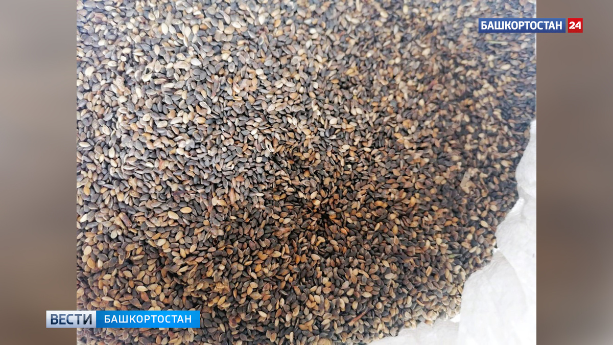    В Башкирии заготовили около 3,2 тонны семян лесных растений в 2025 году