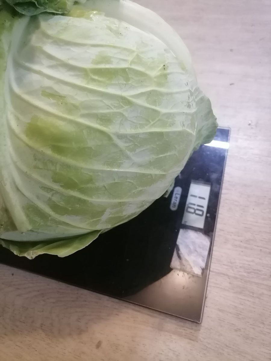 Мой рекордный кочан капуста Крауткайзер, фото автора
