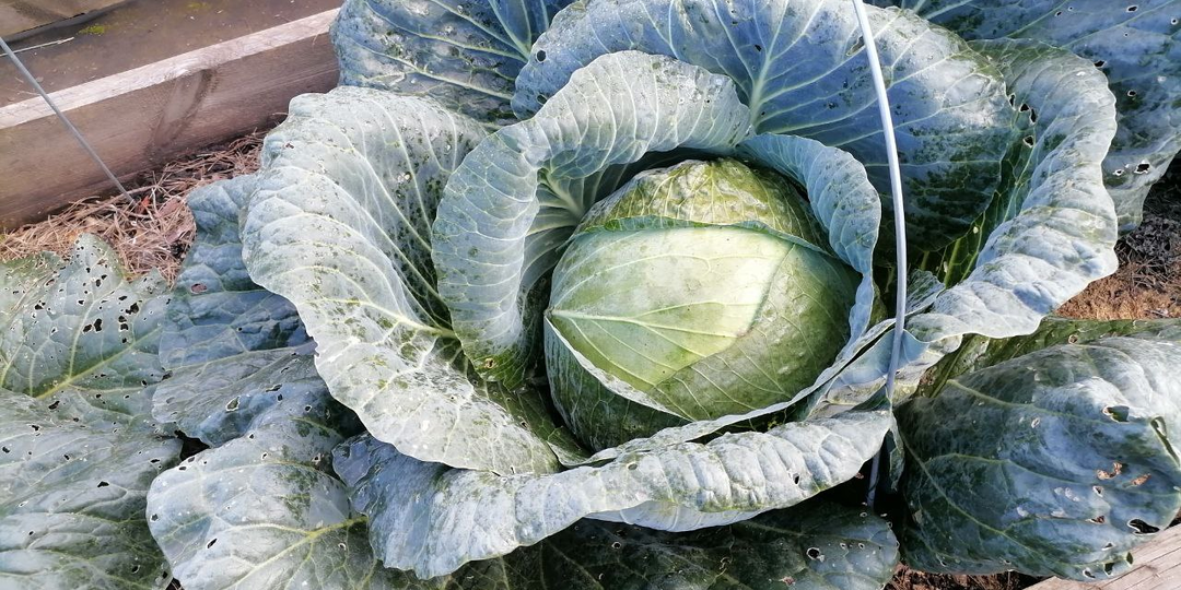 Кочаны не растрескиваются, хорошо хранятся зимой, сочные. 5 сортов капусты