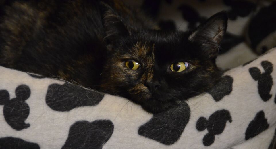    Медиасток.рф