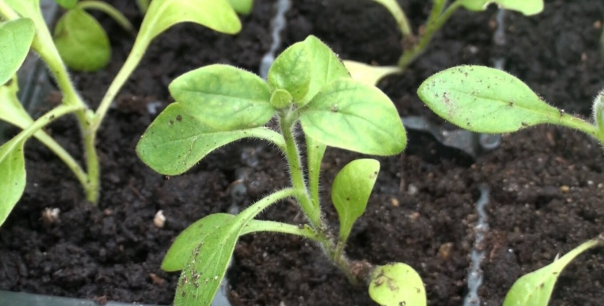 Что не любит рассада петунии? Подробное и понятное руководство для садоводов.Фото автора