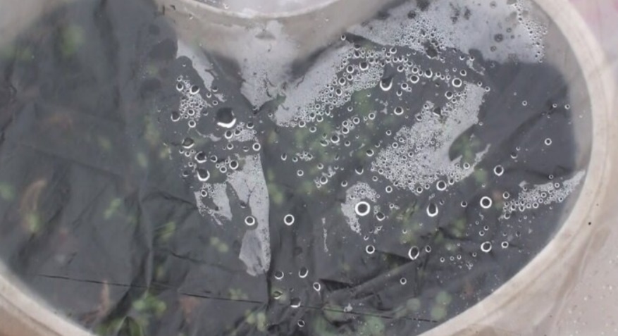 Что не любит рассада петунии? Подробное и понятное руководство для садоводов.Фото автора