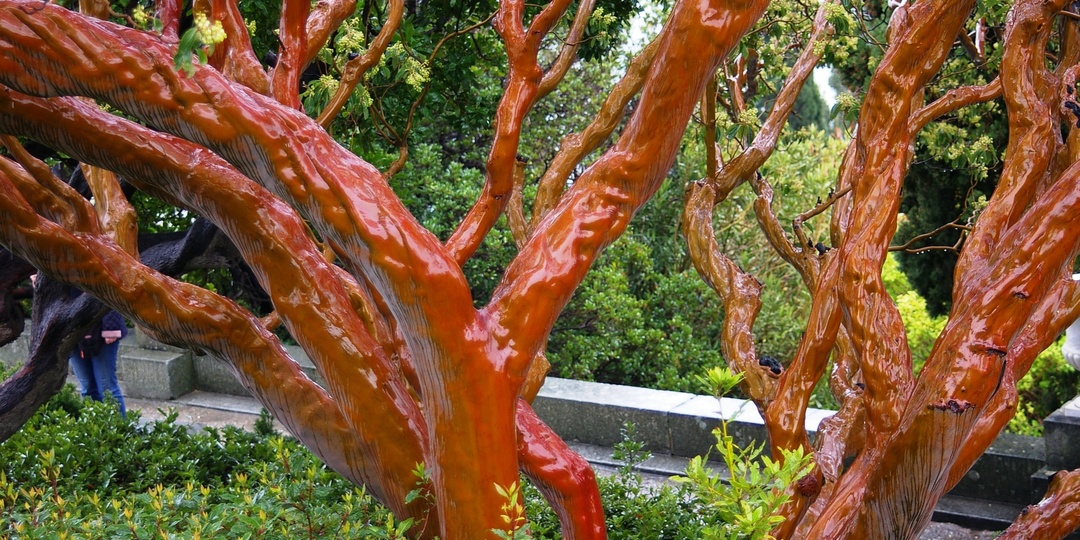 Красота вне сезона: деревья и кустарники с необычной корой