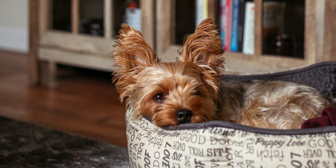 Рекорд, наполненный любовью: йоркширский терьер Себастьян стал самым возрастным в Москве