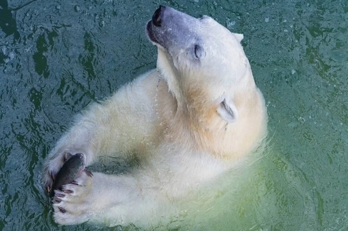    Охотник Папушин объяснил, почему белые медведи не боятся людей