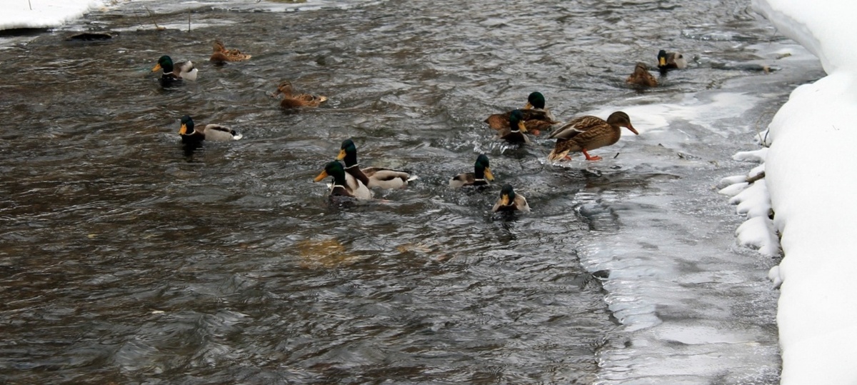 Фото автора.