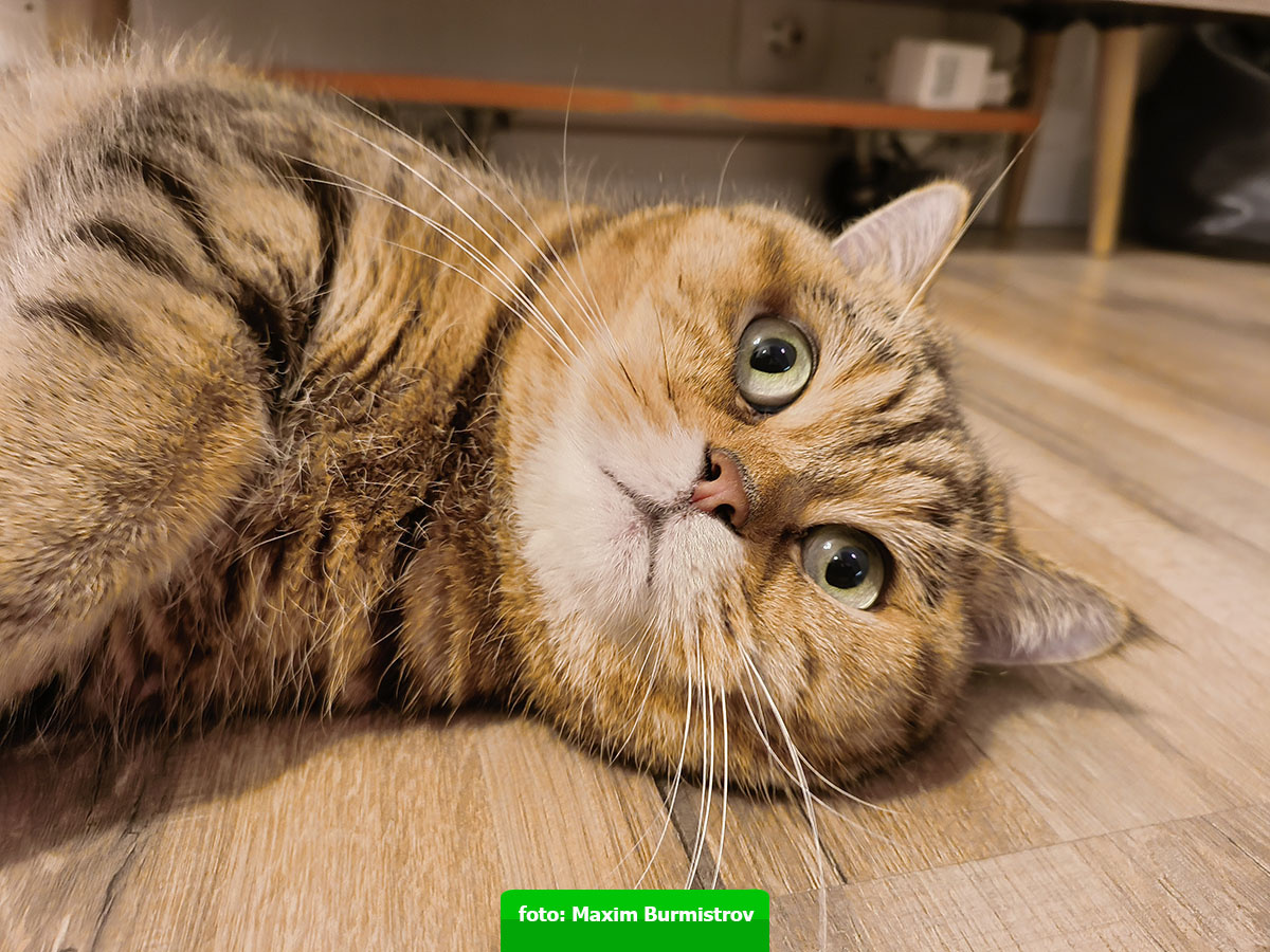 Своенравный хитрец и плут!