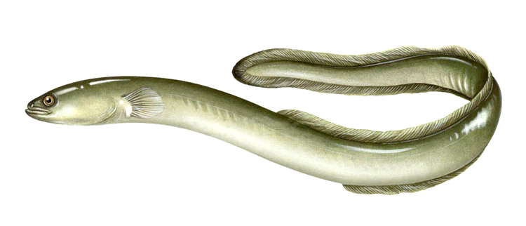 Anguilla rostrate