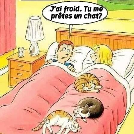 Кошки в доме