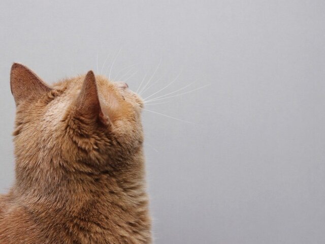    Фото: 123RF.com/yuliya123