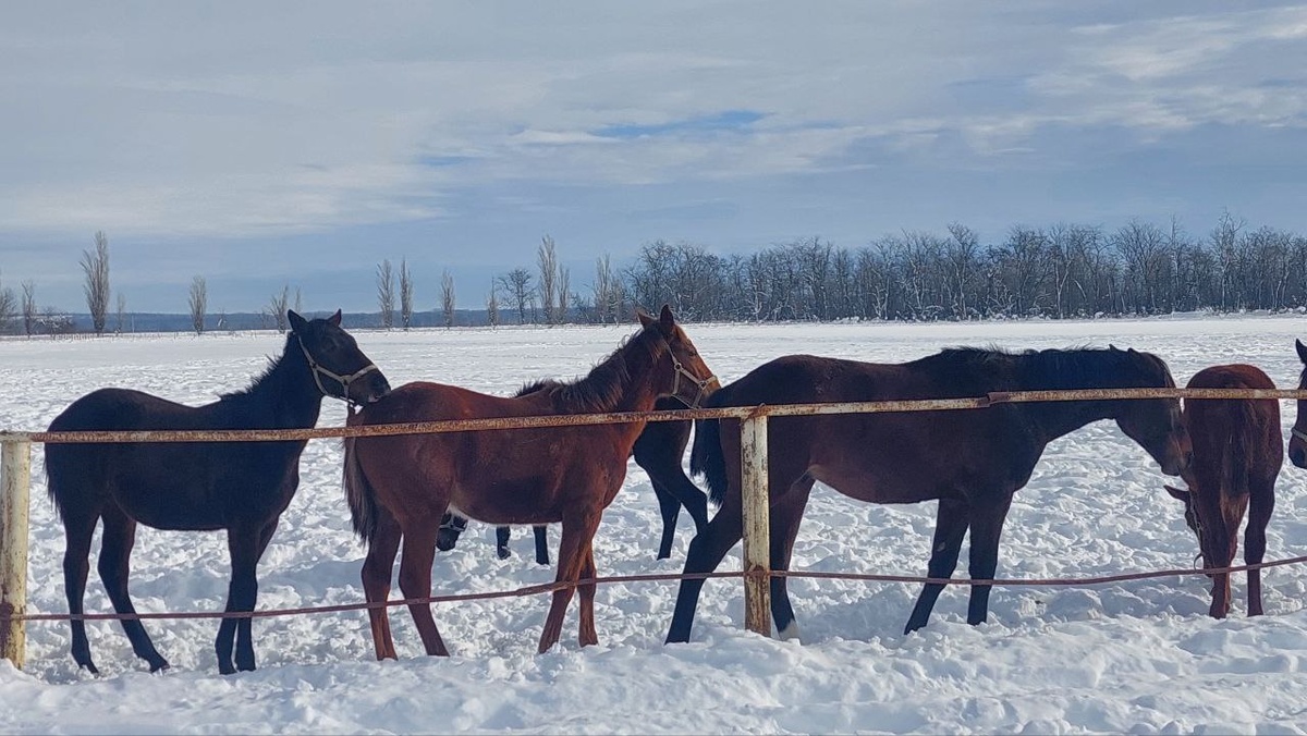 Подросшие жеребята на выгуле.