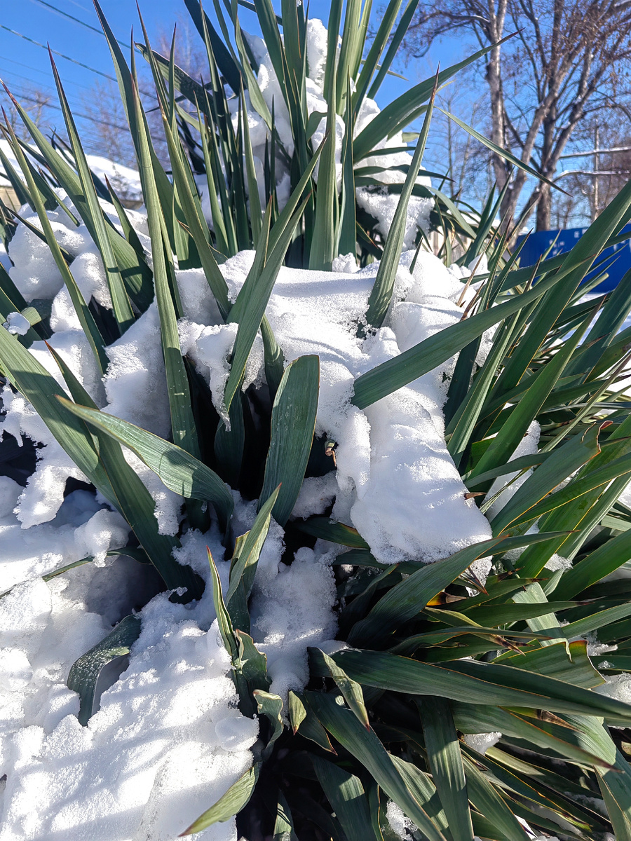 Юкка под остатками снега