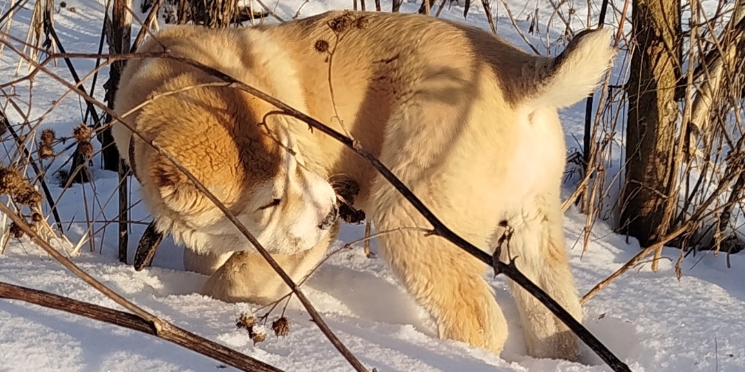 Странные мысли о неравенстве