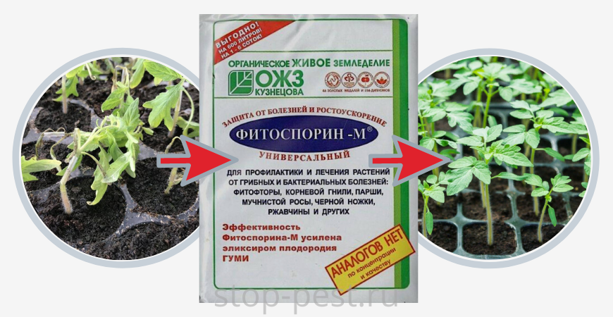 Чем заменить ФИТОСПОРИН (15-ть аналогов на основе бактерии Bacillus subtilis)