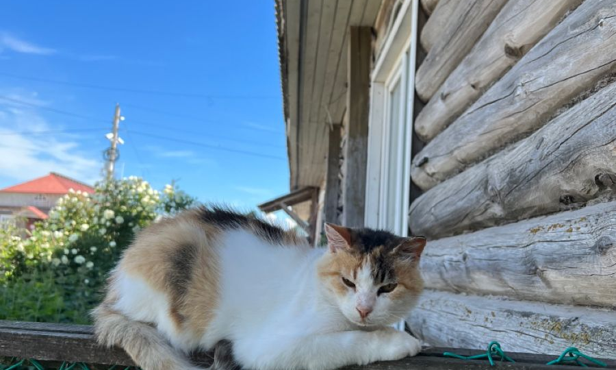 Не война, а дипломатия: как договориться с пушистыми гостями вашего огорода