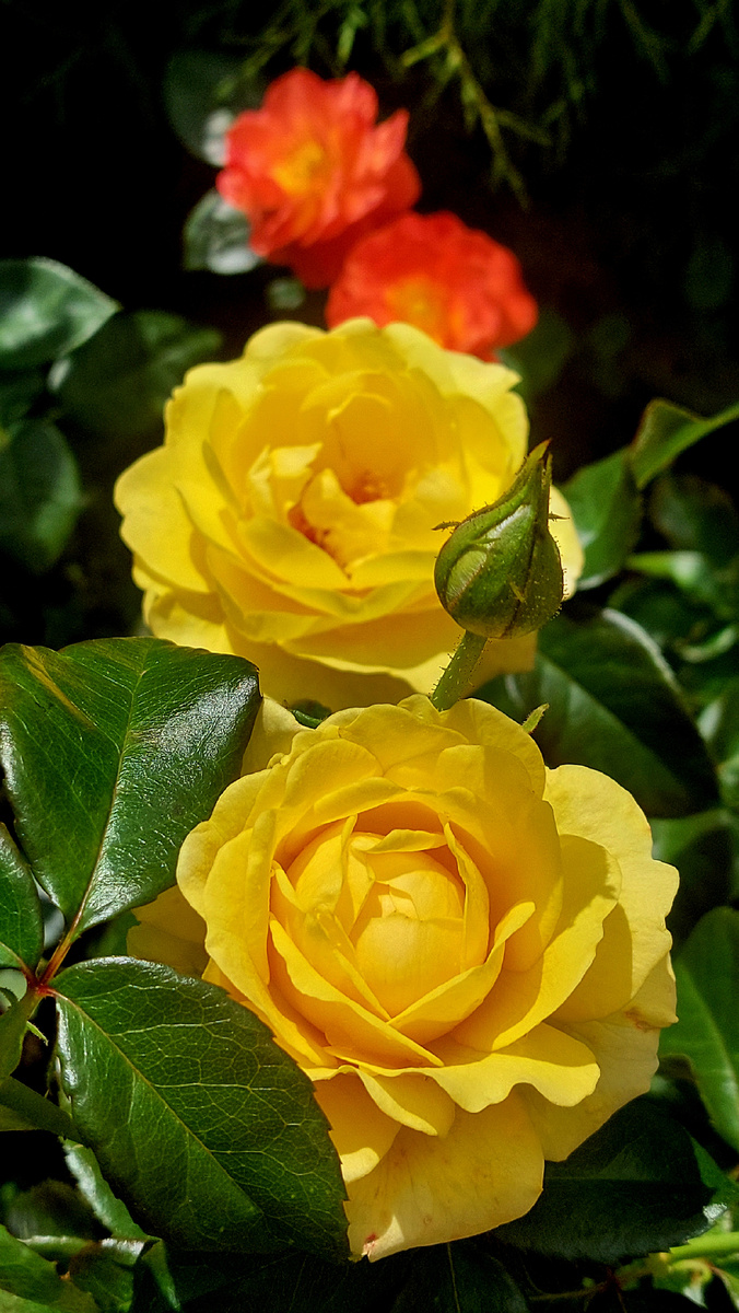 Голден Смайл. Флорибунда 