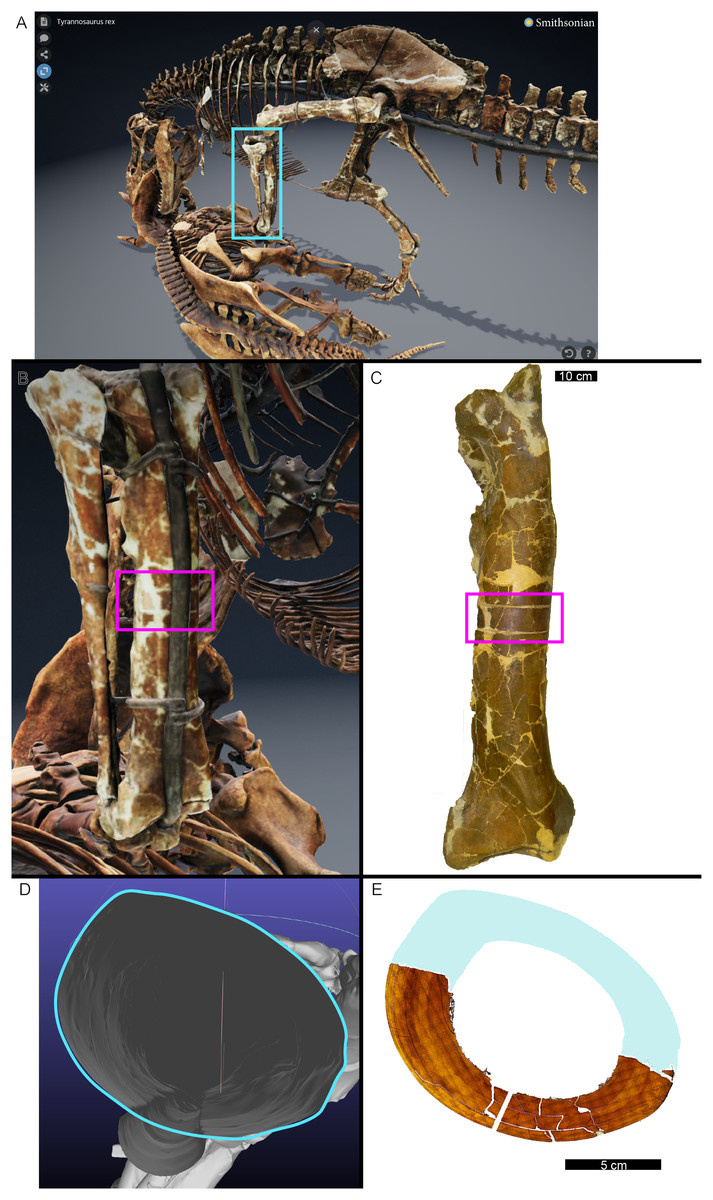 Фото: Университет штата Оклахома